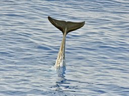 Cetacei e uccelli marini dalla barca